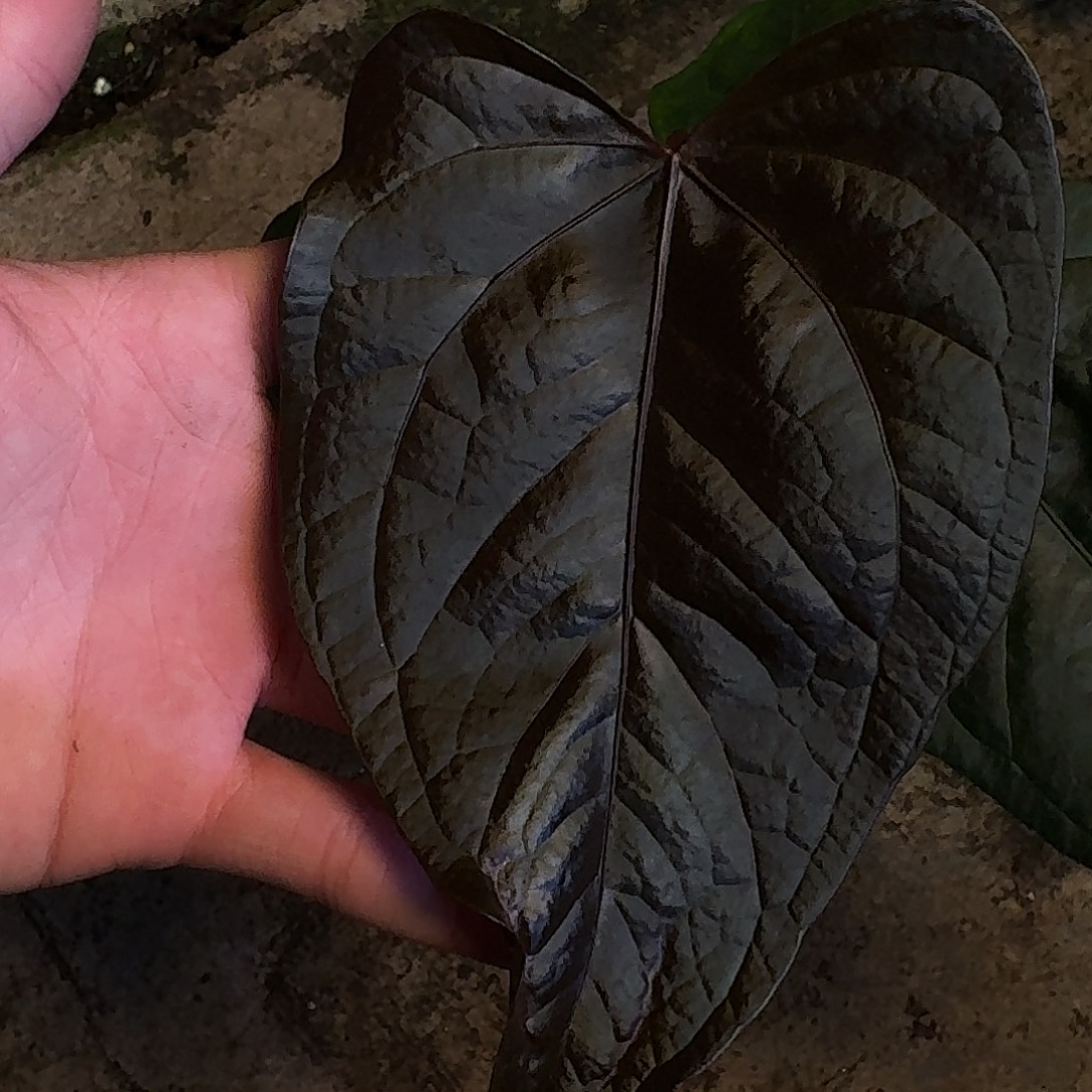 不开花植物女王之心M97