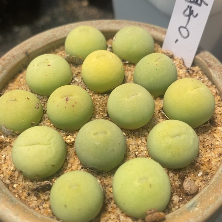 鸽子蛋1颗1厘米左右