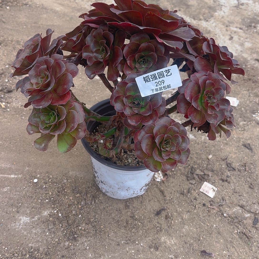 魅金多肉植物手捧209