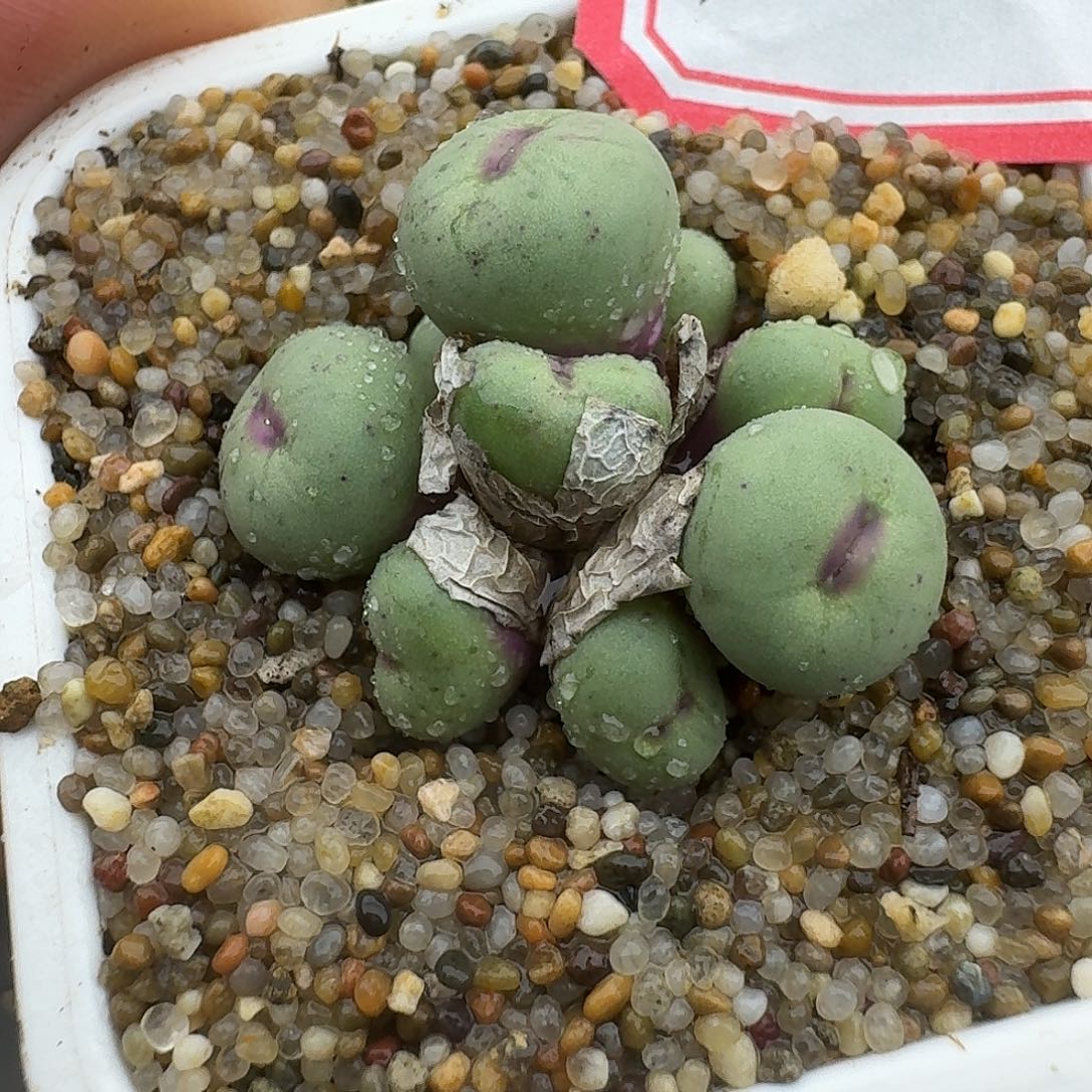 160多肉哈哈哈哈哈哈