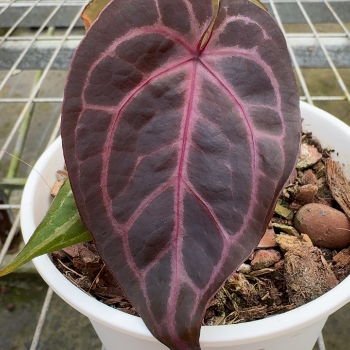 完全开放13号绝绝紫双头