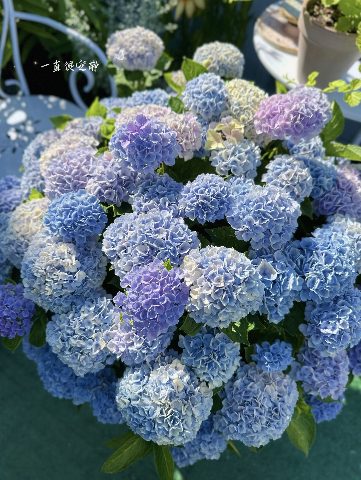 宇辰【革命绣球花】矮株型2加仑盆栽室内外花卉 带苞发货