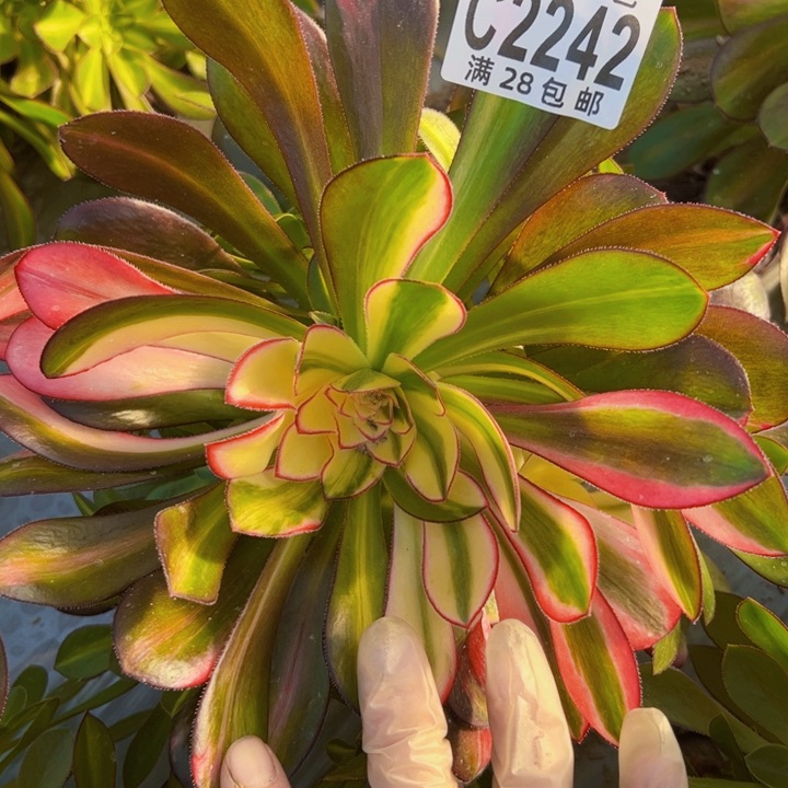 爱马仕多肉植物法师2242