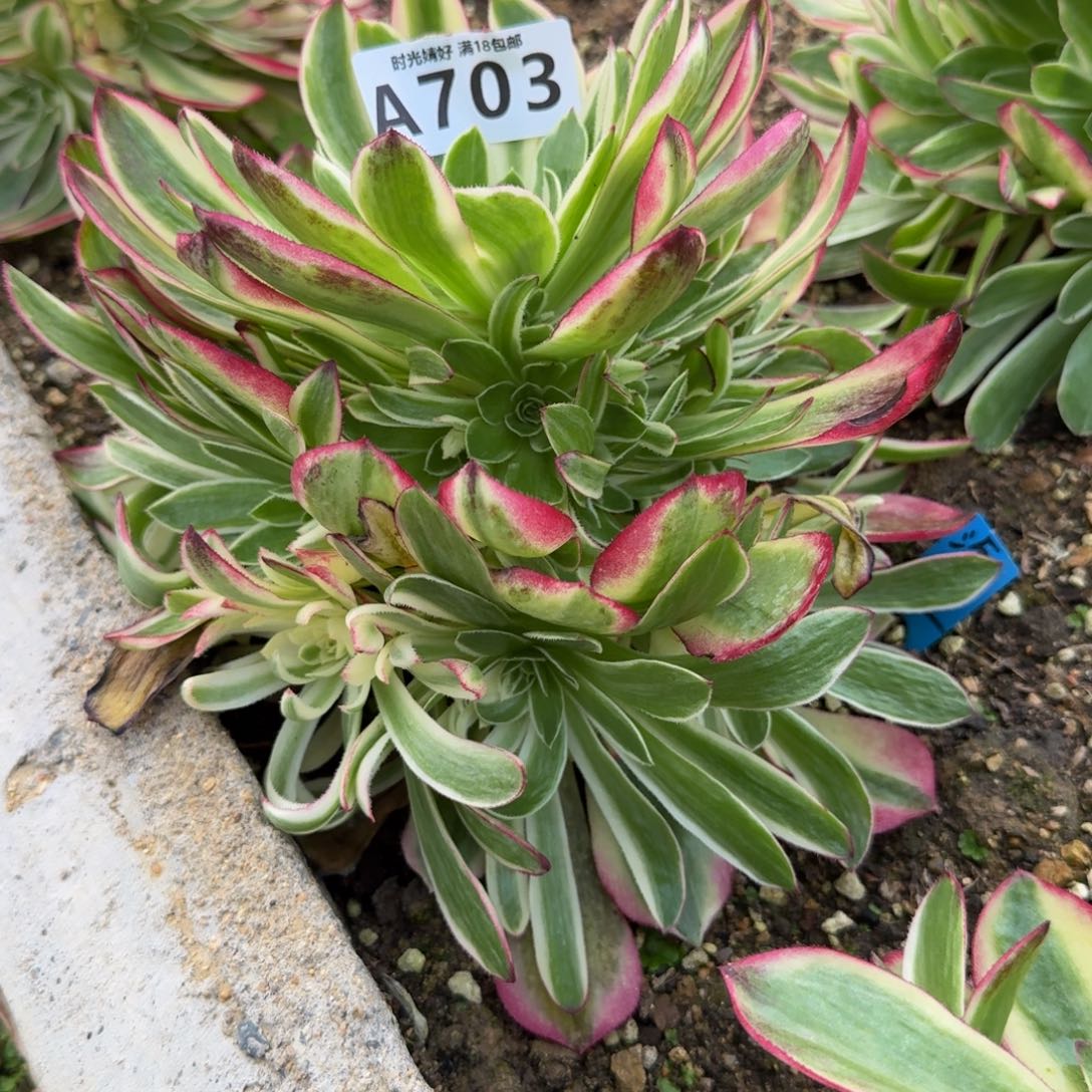 703海王。多肉植物