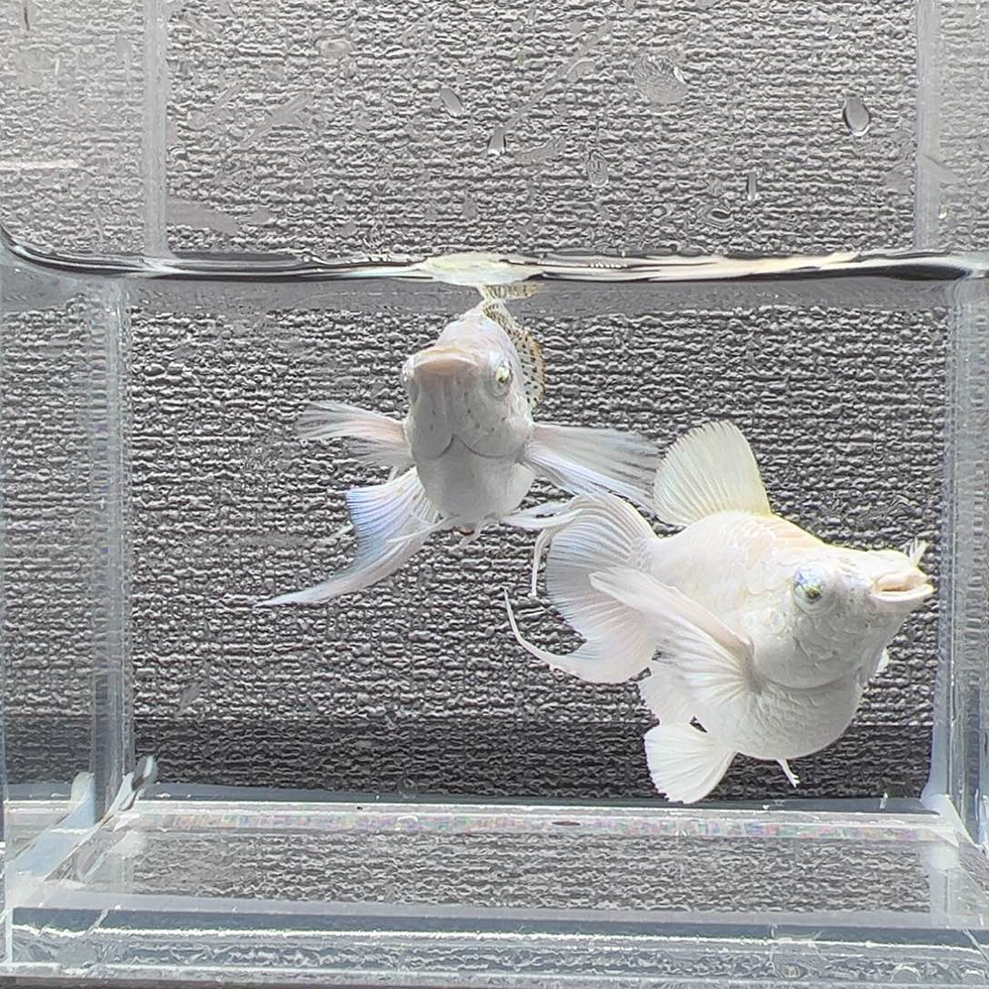 孔雀鱼瓷白高帆大种鱼