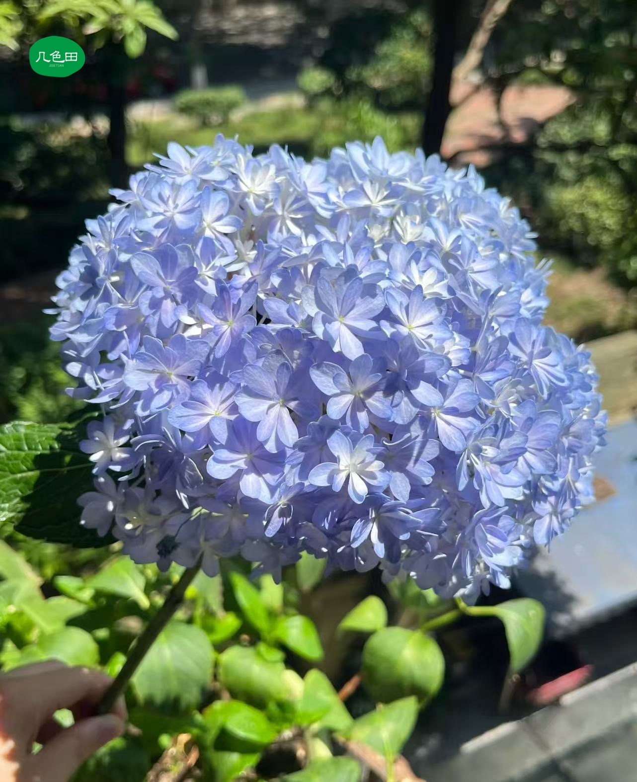 随机色绣球----绣球云南直发鲜花云南花插花鲜花 
