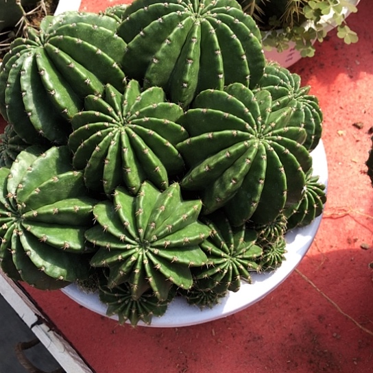 砂****?金刚仙人球开花球