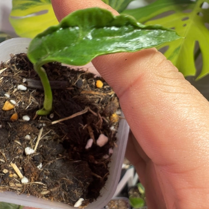 吉***锅完全开放龟背竹种子苗