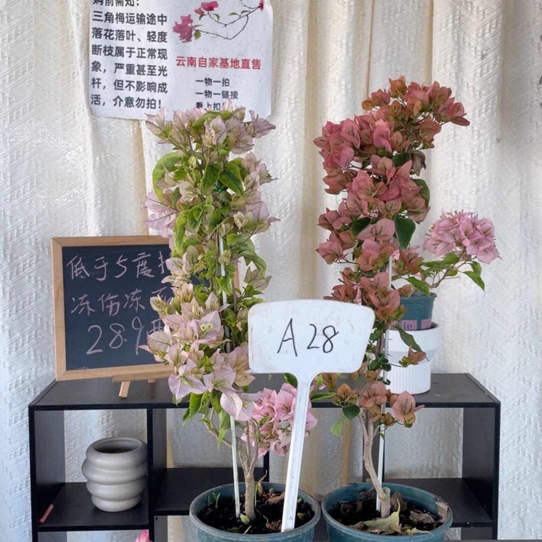 发***主全部花朵金边丽娜+台湾姑娘A28