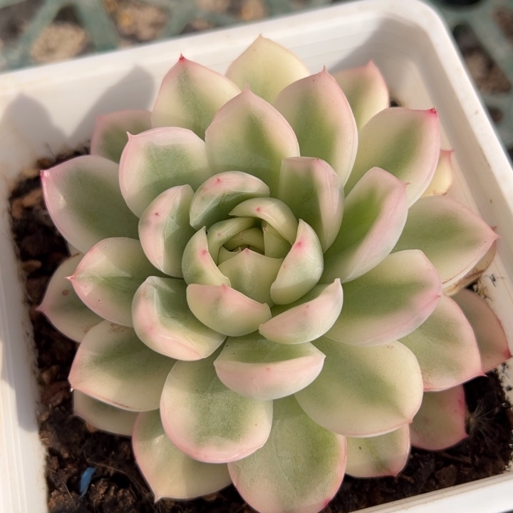 寒酥锦一物一拍锦龙