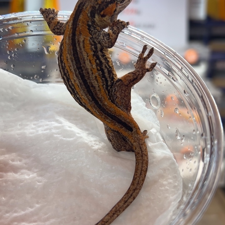 盖勾亚守宫2025.04.22、橙直线、14.6克？零下五度不包风险