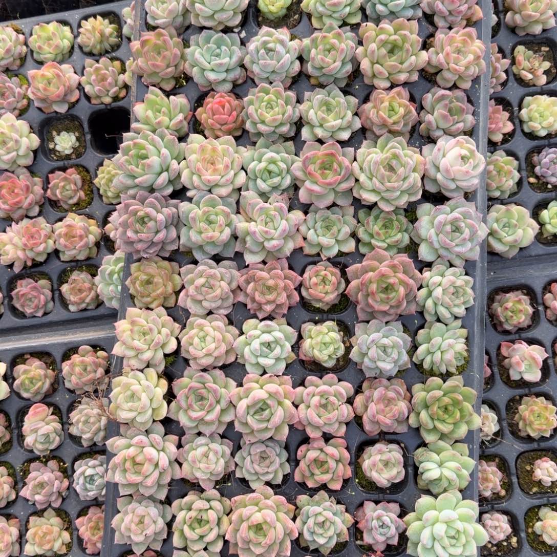 28-22未上色珍妮一盘量拍（选大的发货，遮荫区）