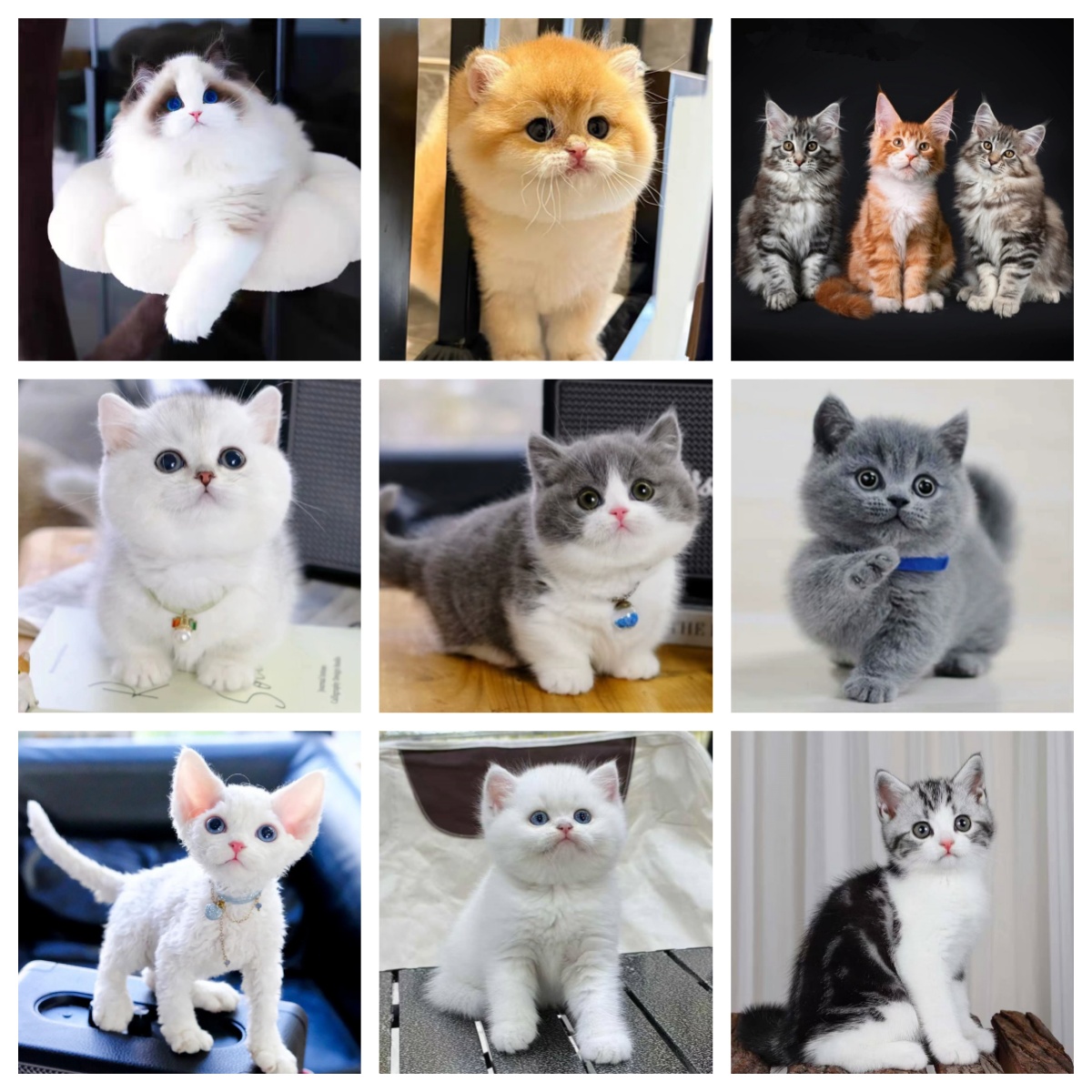 布偶猫德文猫金渐层缅因猫美短蓝白蓝猫宠物猫银渐层猫咪幼猫活体