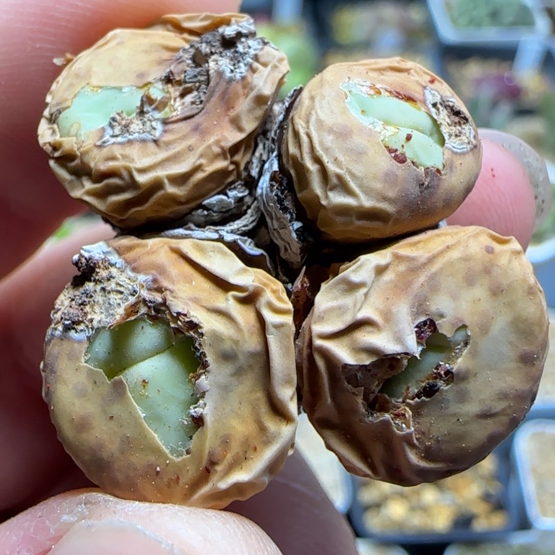 2.3多肉大型嘟嘟嘴50号