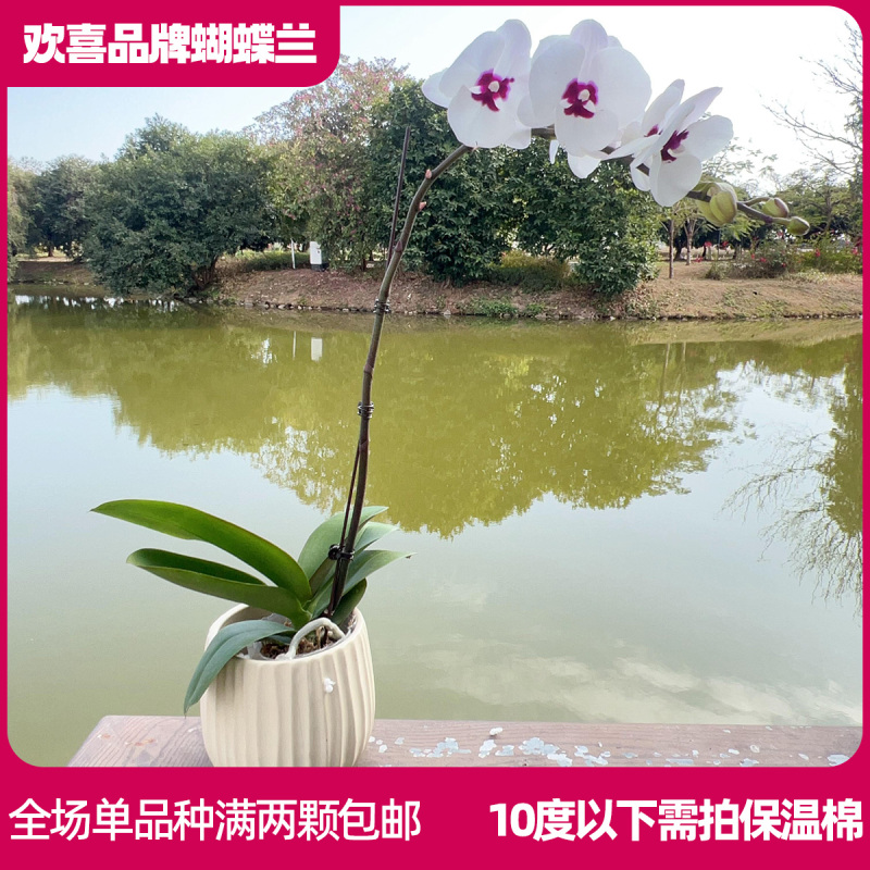 【茶花女】精品蝴蝶兰鲜花绿植室内花盆景