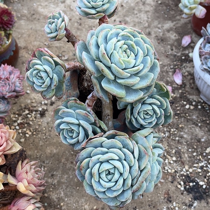 老桩控养轰动杂20