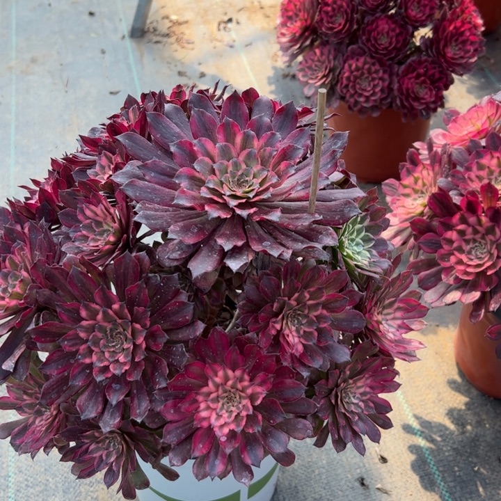 雪姬多肉多肉多肉38