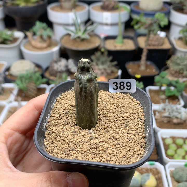 实生红叶西番莲带盆1.5cm