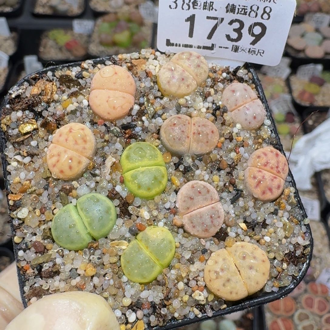 zzzz生石花肉锥1739