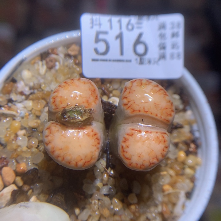 精品生石花116.516