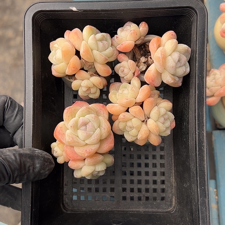 3458，四个三头冰玉带盆发