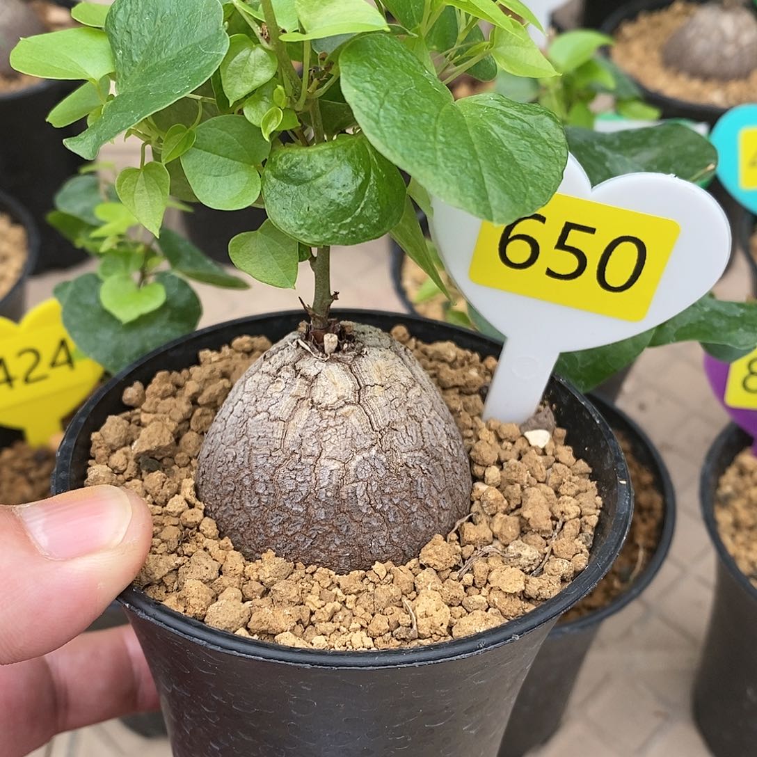 南非龟甲龙龟甲龙