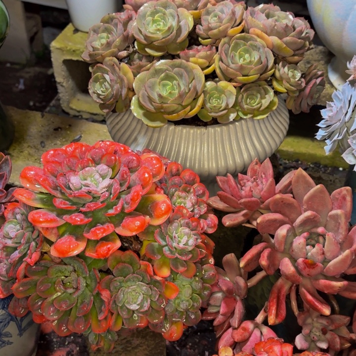 暄***老桩精品肉肉蓝色苍路