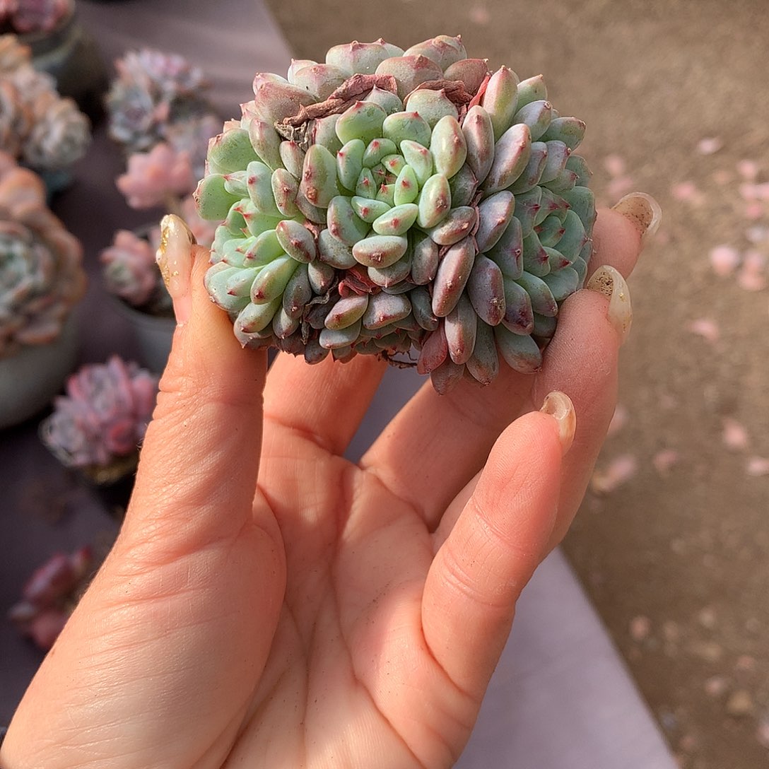 石榴籽冰玉哈哈哈哈哈哈哈哈