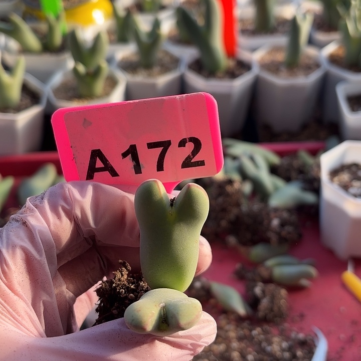 £***张172mmmmmmmmmmmmmm