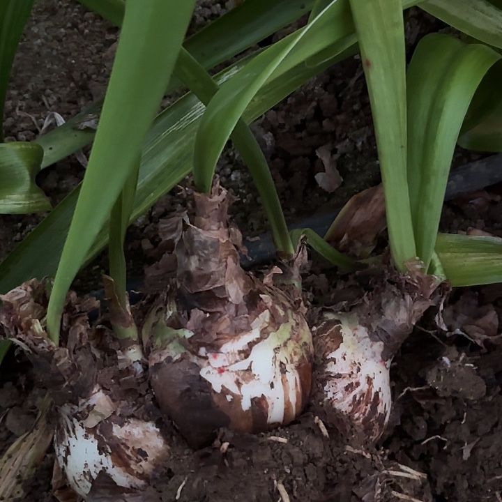 贝*花孔雀有标大坨包对版