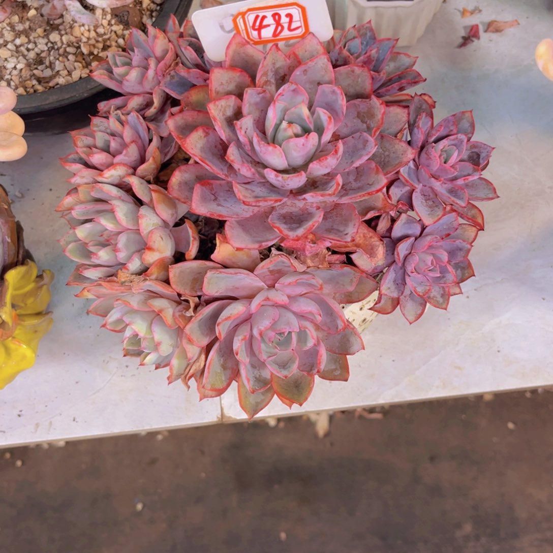 文***信赫拉482多肉植物