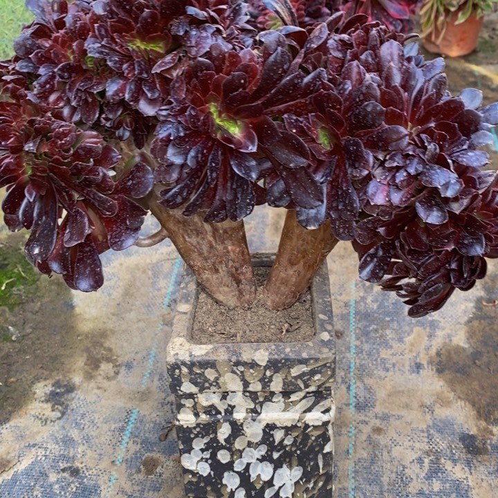 欧紫缀化一颗多肉植物