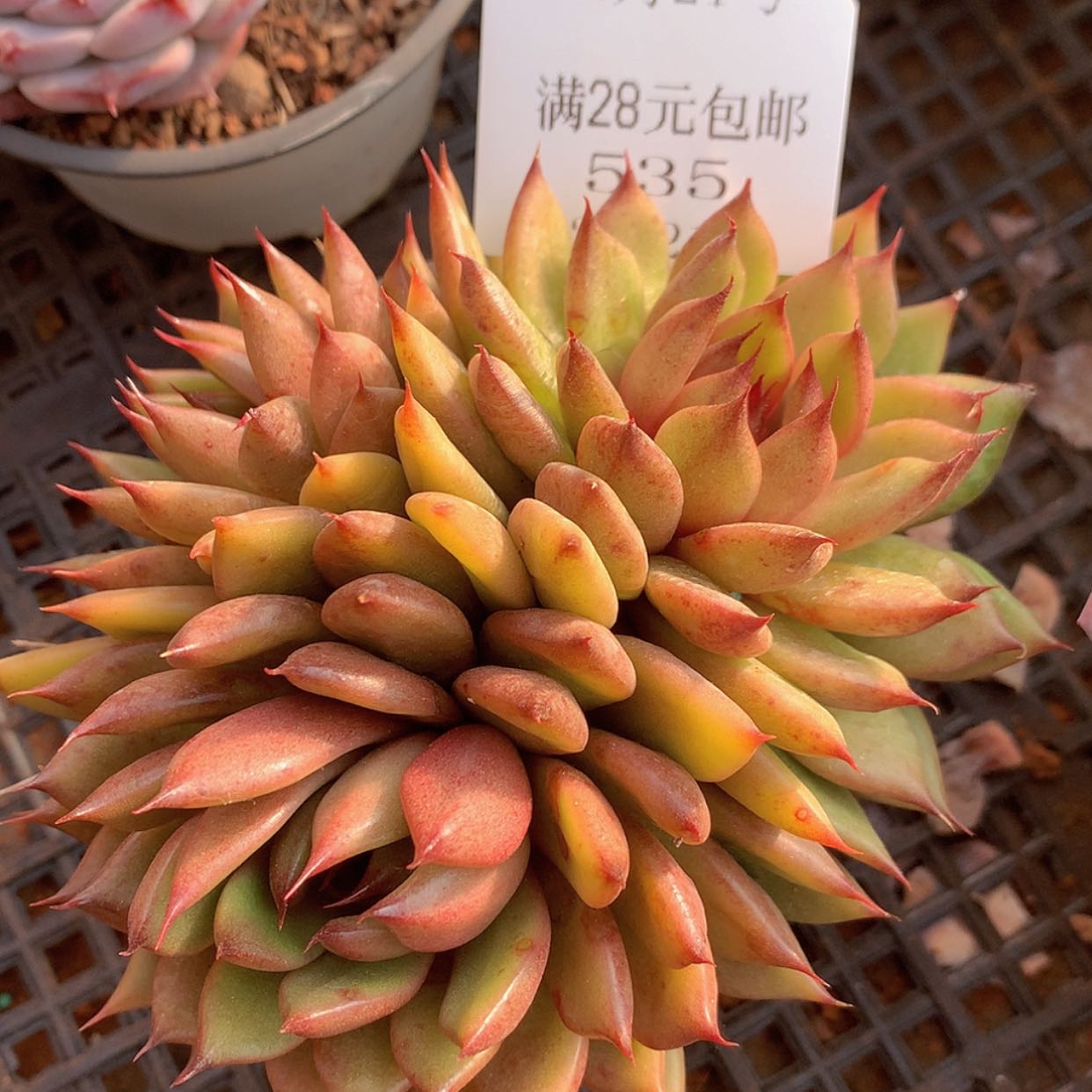 【闪购商品】云535号