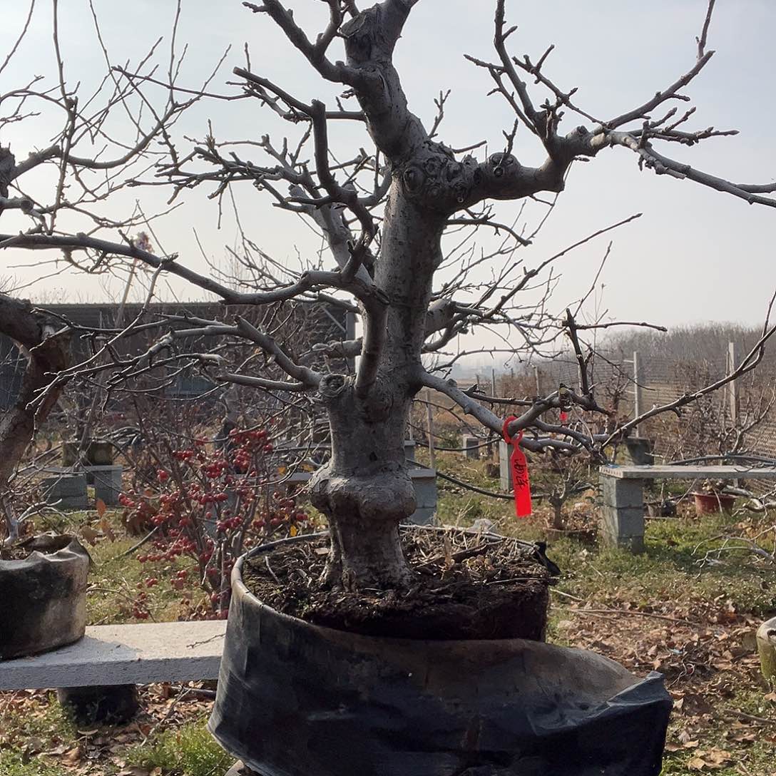 海***洋以实际为准盆景苹果