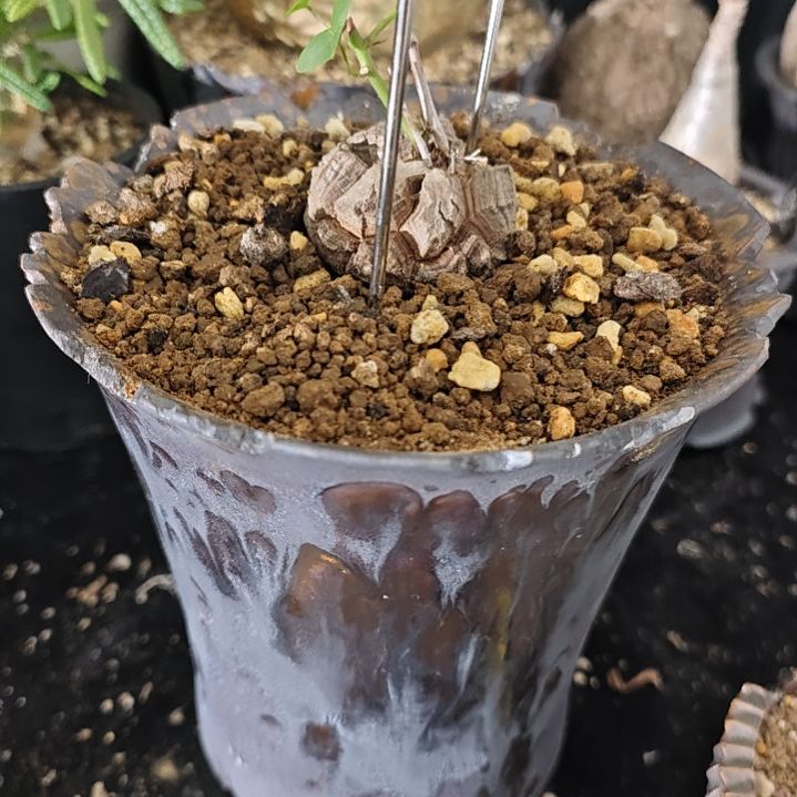 北***纯加盆，仙人球！！！实生，架子