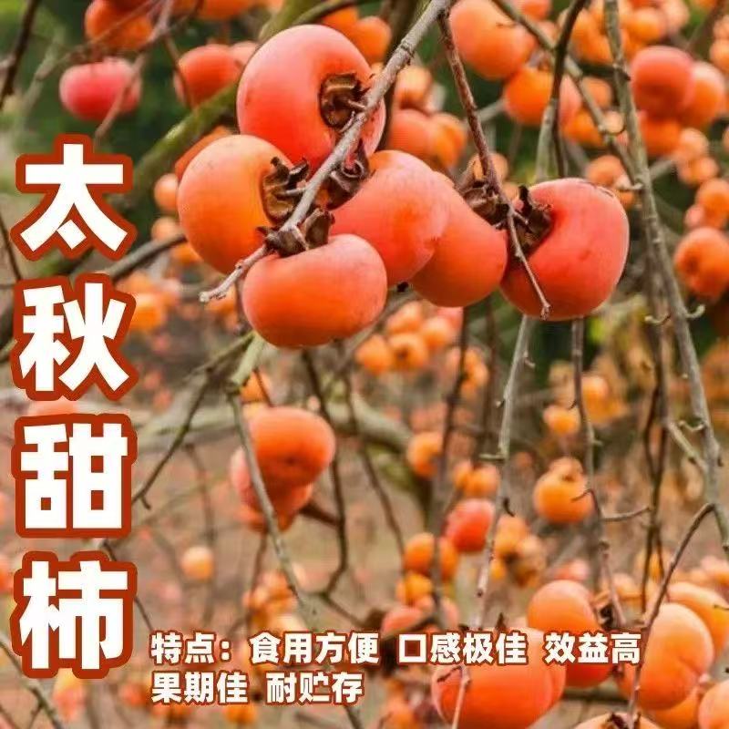 柿子果树苗木耐寒南北方盆栽地栽老桩火晶柿子水果脆甜柿子枣树苗