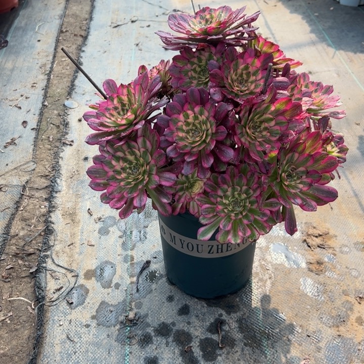 18舞多肉多肉多肉多肉