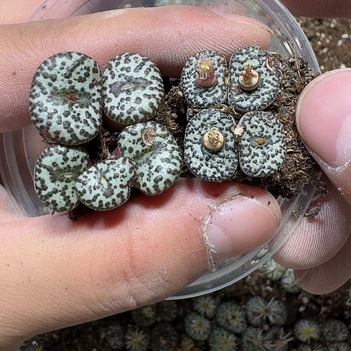 43 多肉植物多肉植物