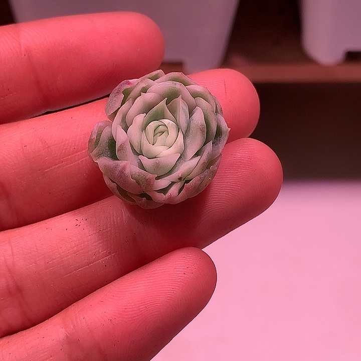 宽边圆梦锦锦锦锦锦锦锦