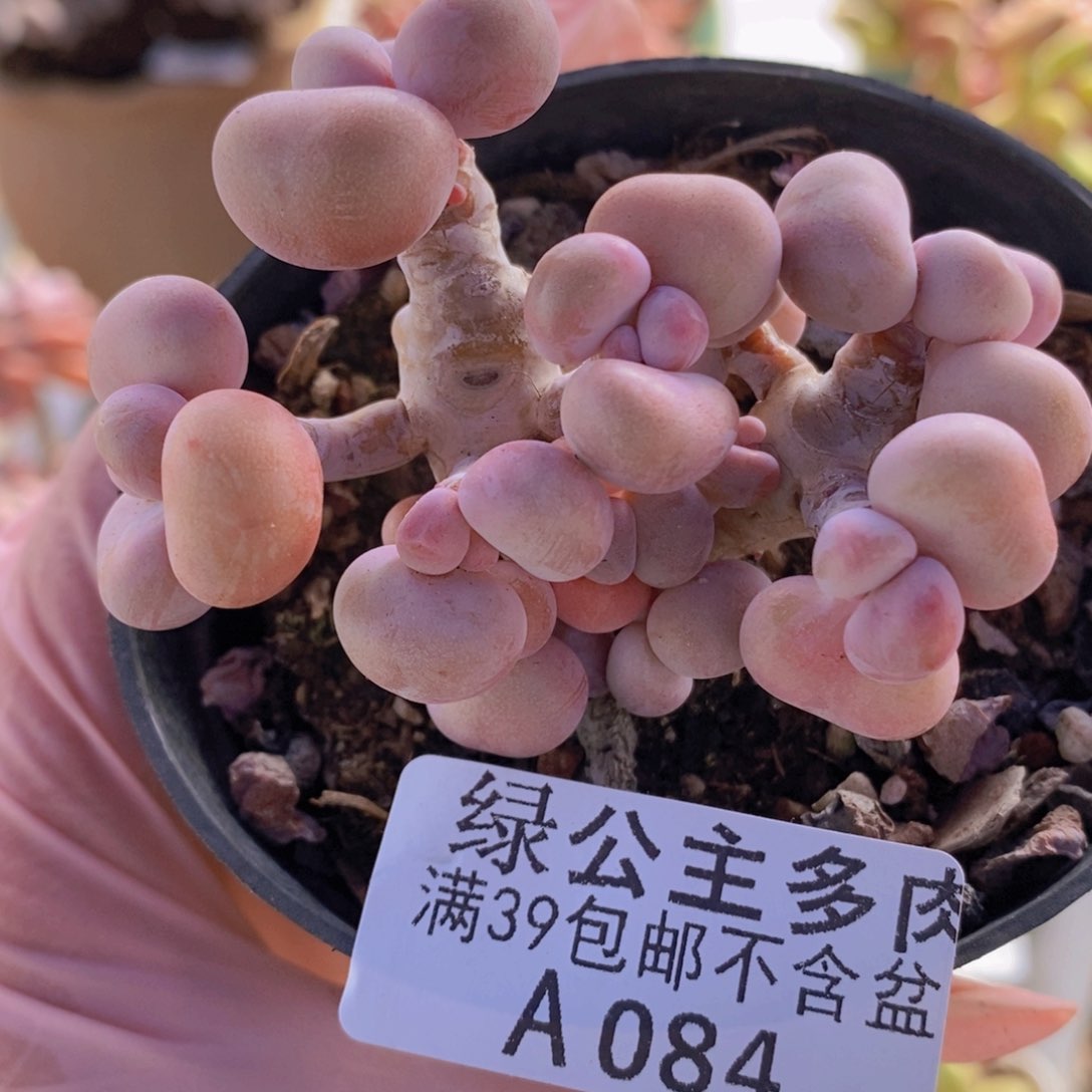腰子桃蛋7 cm084多肉植物