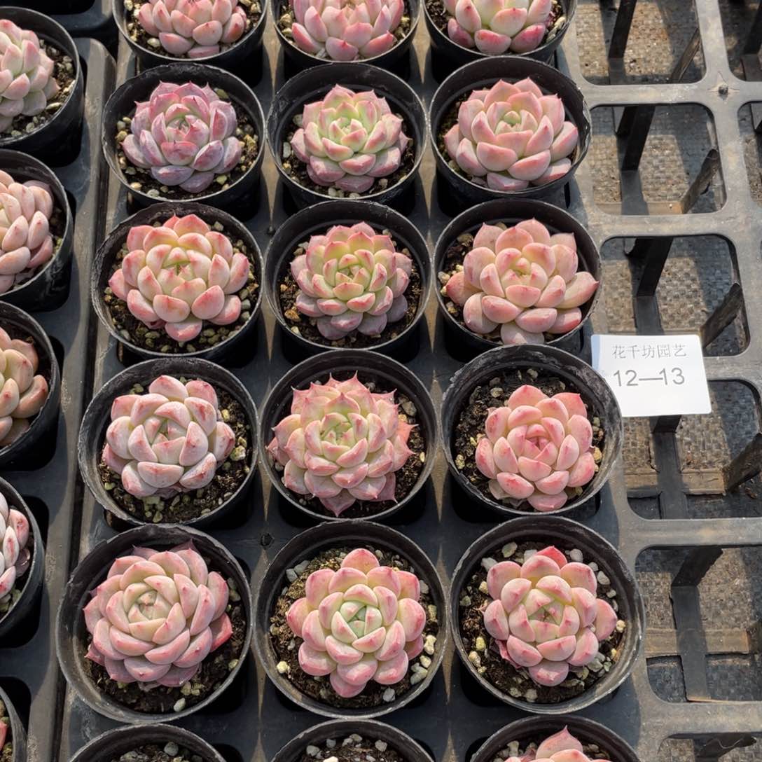 一物一拍18颗12-13