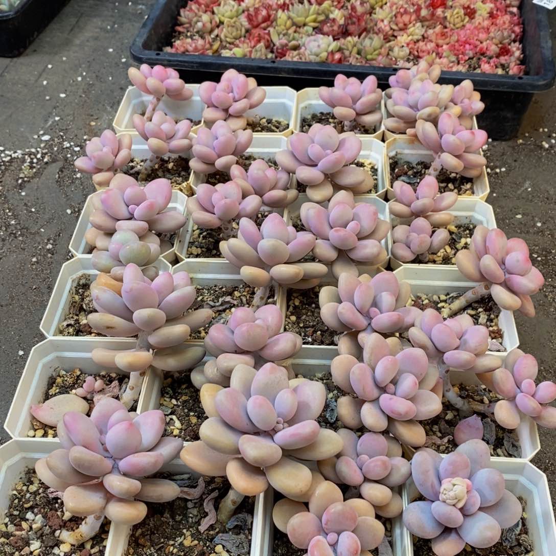 240多肉植物保护研究所所长助理