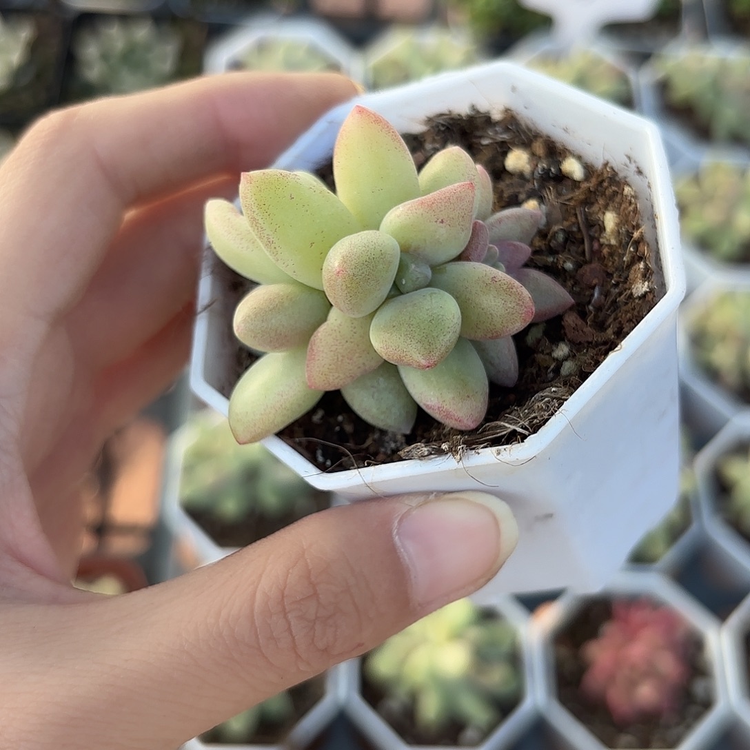 精品橙色奇迹多肉植物