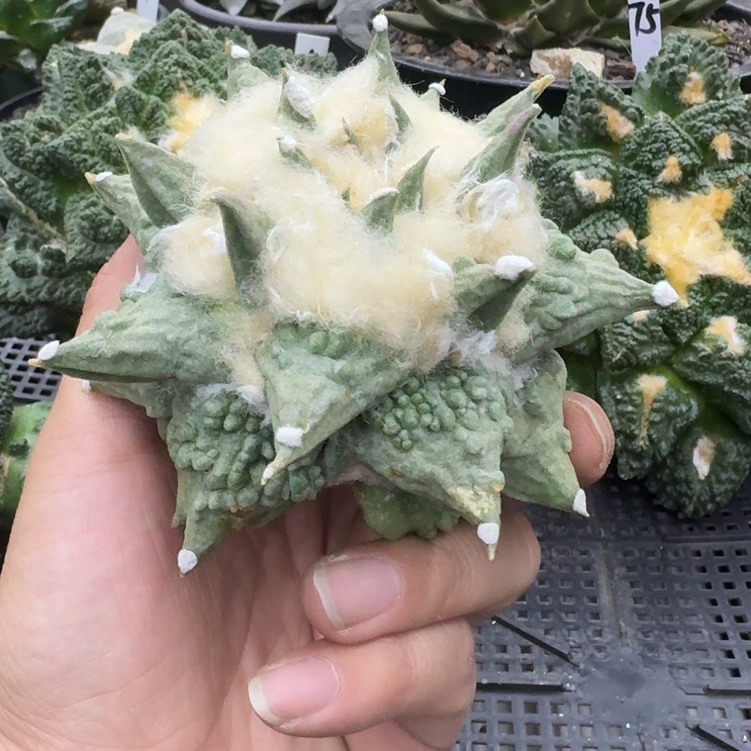 自根怒涛牡丹仙人球