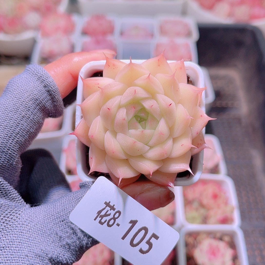 花08-105海王单头