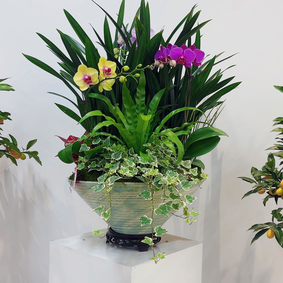 无花朵高端盆景一物一拍