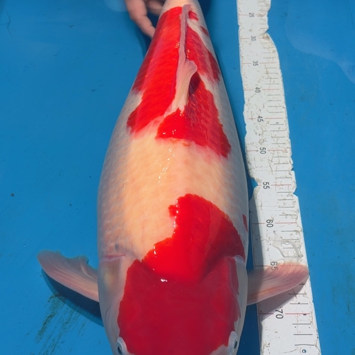 锦鲤板井两端红白