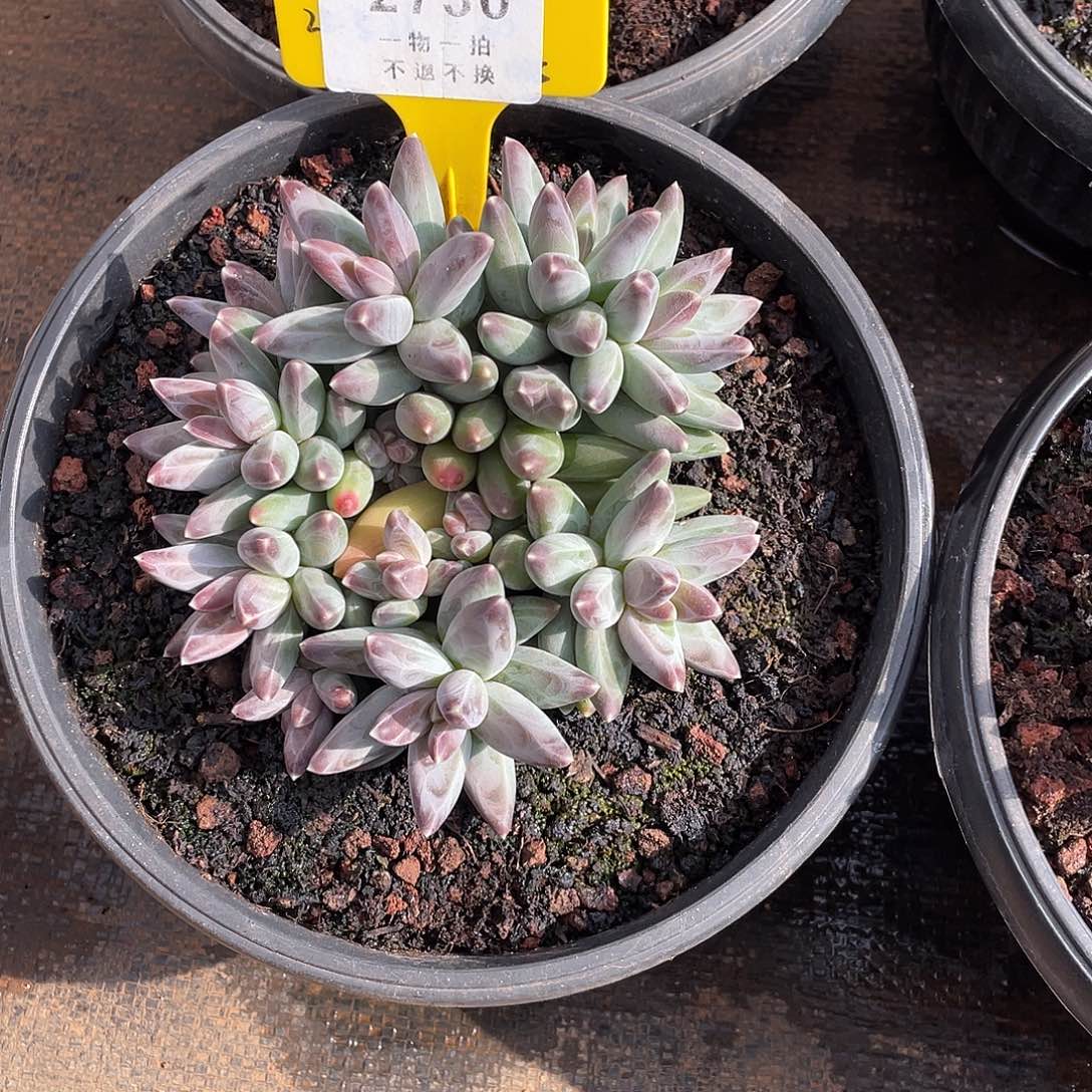 小***鱼凤羽控养群2730号