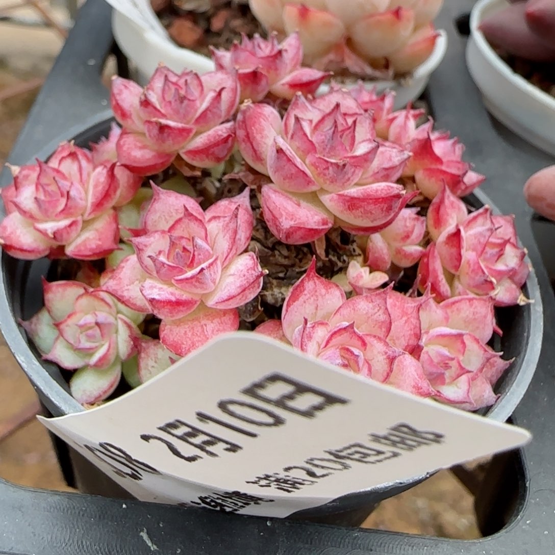 花语逸境0210-308