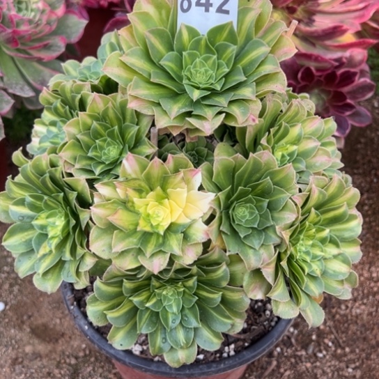 842翡翠琉璃多肉植物花花